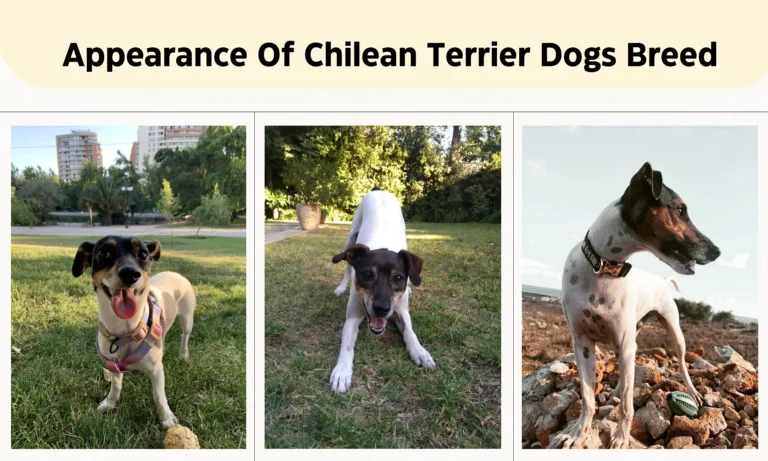 Chilean Terrier: Everything You Need to Know About Their Appearance