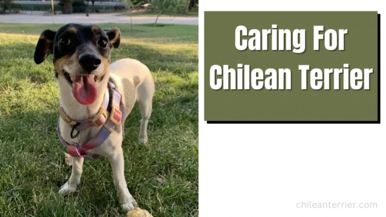 Chilean Terrier Care: Everything You Need to Know to keep Your Dog Happy and Healthy