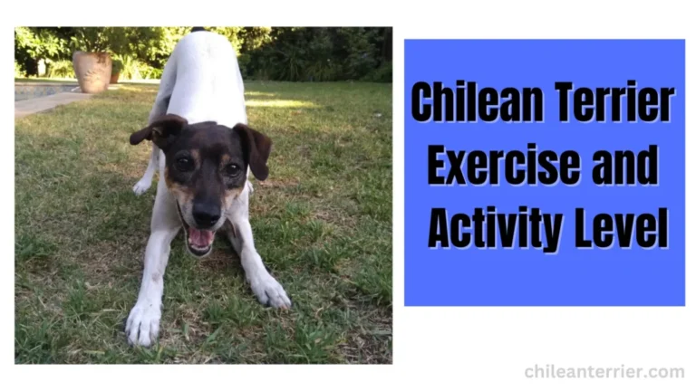 Chilean Terrier: A High-Energy Breed? A Guide to Chilean Terrier Activity Levels