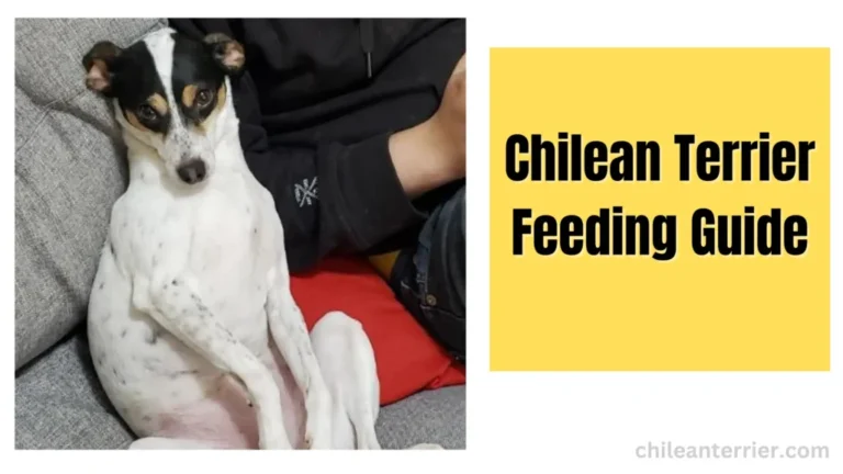 Keep Your Chilean Terrier Healthy: A Feeding Guide