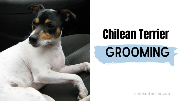 Chilean Terrier Grooming | Grooming of Chilean Terrier
