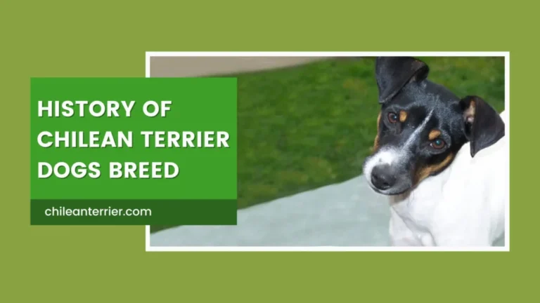 Unraveling the Past: The History of the Chilean Terrier Breed