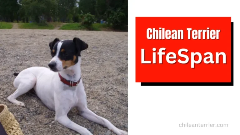 Lifespan Of Chilean Terrier Dog
