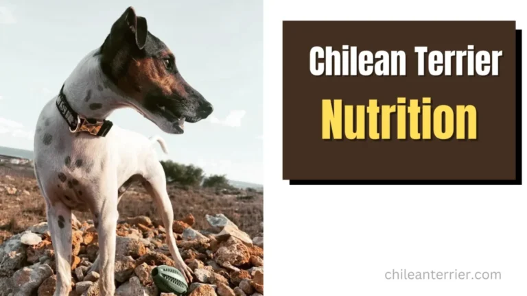 Nutrition Of Chilean Terrier | Chilean Terrier Nutrition