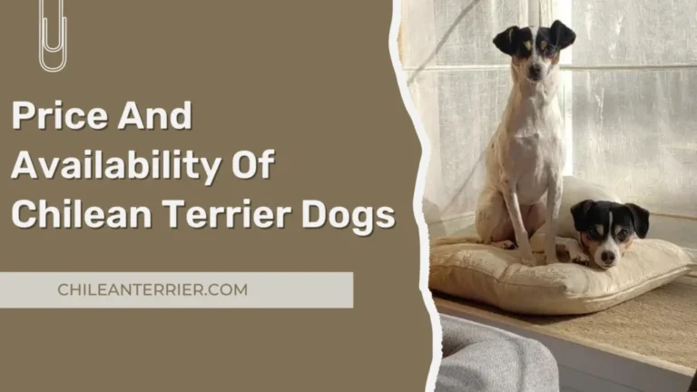 Chilean Terrier: Factors Affecting Cost and Availability