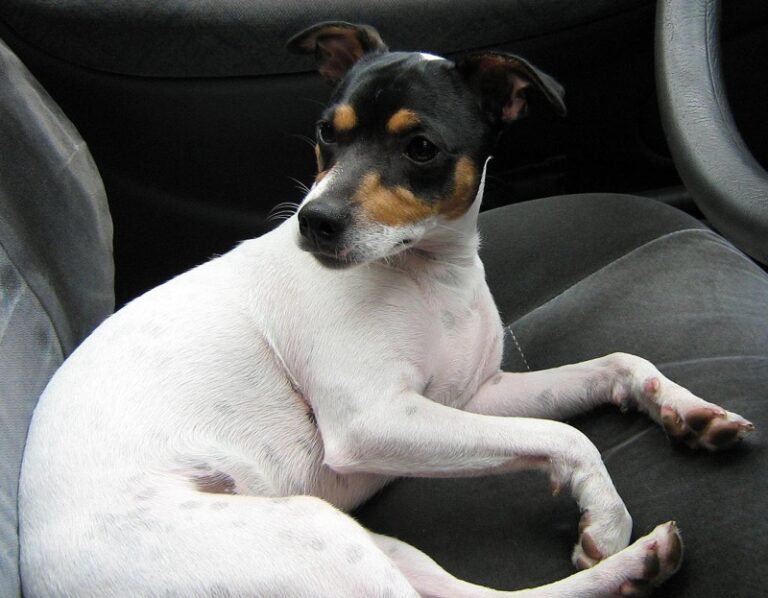 Chilean Terrier: Breed Information, Characteristics, and Health Concerns